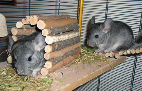 Chinchillas can make good pets as long as the owner knows what to expect. Is my Child Ready to Own a Pet? (with pictures)
