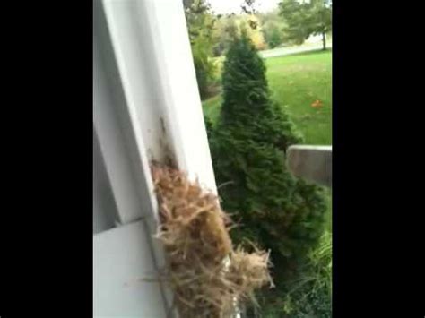 It is now possible to rename multiple selected scenes simultaneously. Insect nest in screen tracks - YouTube