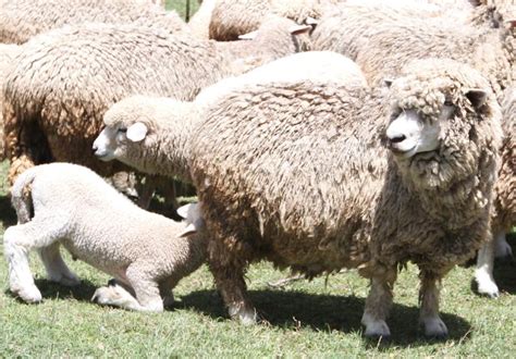 Sheep Rearing From Lambs To Healthy Ewes Farmkenya Initiative
