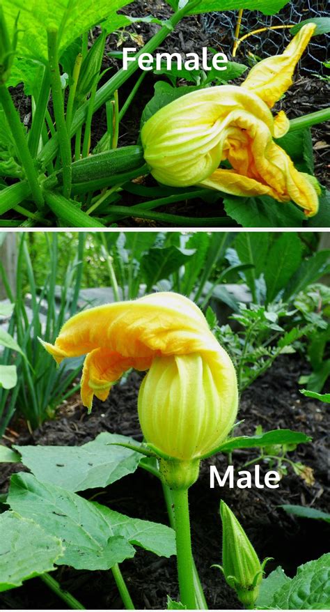 How To Tell The Difference Between Male And Female Squash Blossoms