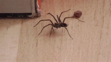 Aggressive House Spiders Wolf Spider