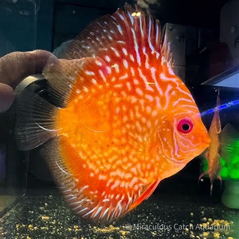 Buy Checkerboard Snakeskin Discus Fish And Livestock Online In Singapore