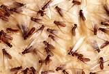 Images of International Termite