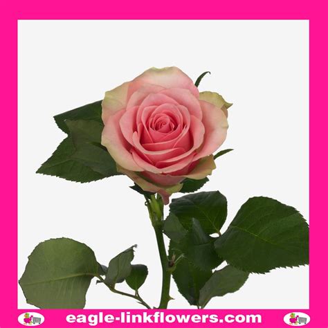 Belle Rose Premium Roses Eagle Link Flowers