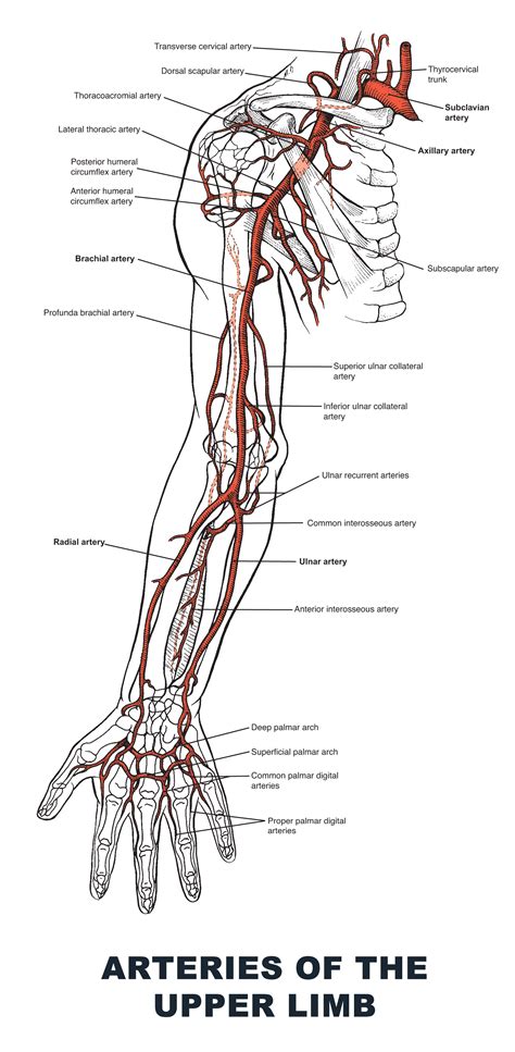 Arteries Diagram Upper Body Diagram Main Arteries Human Body