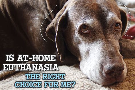 Home pet euthanasia allows you to be more involved in every aspect of your pet's passing on. Protecting Your Dog In The South Florida Heat! - Miami Pet ...