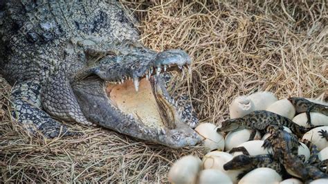 Discovering The Lizard S Culinary Delight The Story Of How Crocodile Eggs Became A Favorite