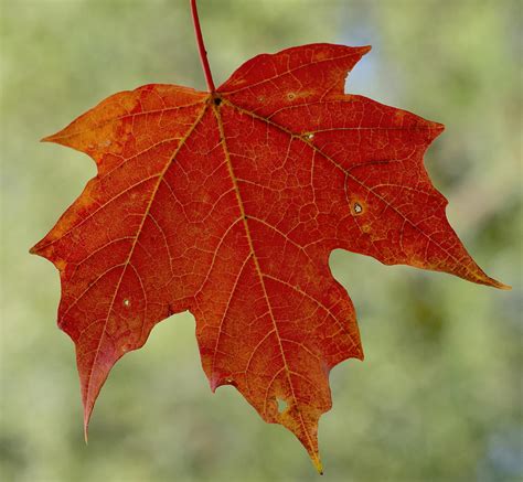 Autumn Maple Leaf Photograph By Terry Deluco Pixels
