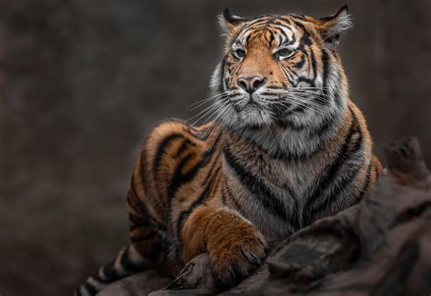 Portrait Of Sumatran Tiger 2440996 Stock Photo At Vecteezy