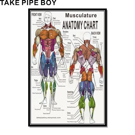 Antiquitäten And Kunst Kunst Muscular System Human Chart Muscle Anatomy