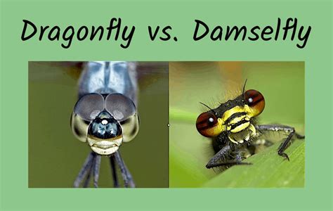 Dragonflies And Damselflies As Mosquito Control Grimm S Gardens