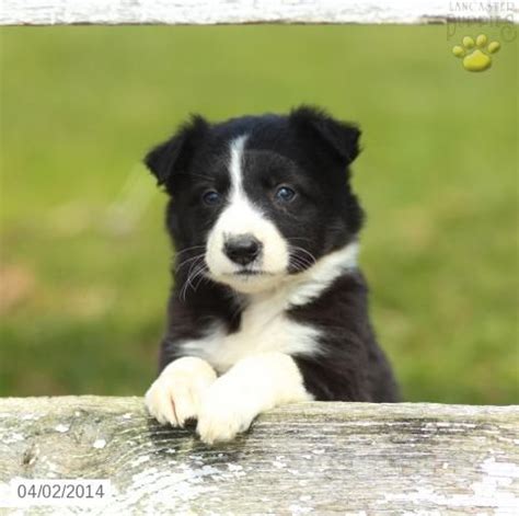 I'll couple them both and put them down for you. Border Collie Puppy for Sale in Pennsylvania | Border ...