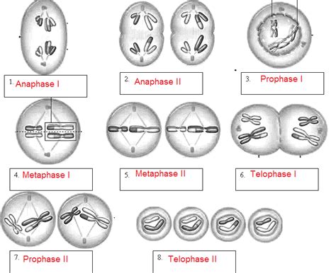 An answer key is provided. Meiosis - Name the Phases (KEY) | Mitosis meiosis, Mitosis ...