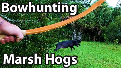 Bow Hunting Hogs On The Marsh Youtube