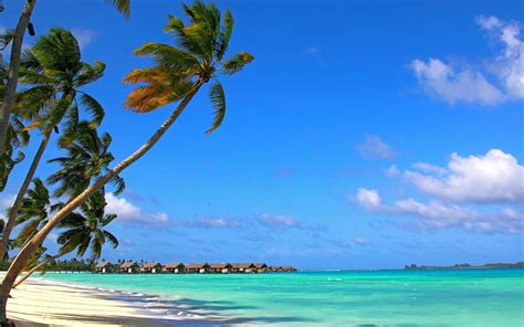Wallpaper Maldives Blue Sea Tropical Palm Trees Blue Sky 3840x2160