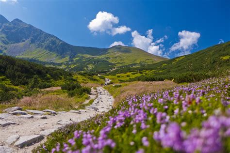 Free Images Landscape Nature Grass Wilderness Plant Sky Field