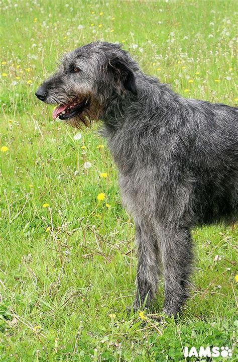 Find Your Perfect Dog With The Iams Breed Selector Tool Wolfhound Dog