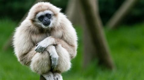 Animals Wildlife Apes Gibbons Macaque Fauna Mammal Vertebrate