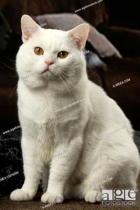 White Manx Cat Indoors Stock Photo Picture And Rights Managed Image