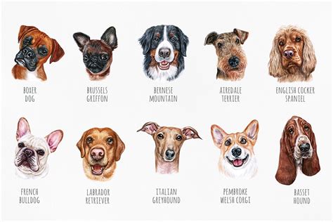 Part 1 Watercolor Illustration Set Dog Breeds Cute 20 Dogs 442919