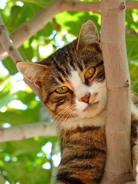 Situs jual beli rumah dan properti di indonesia. Kucing Untuk Dijual Johor Bahru | Kucing Untuk Dijual