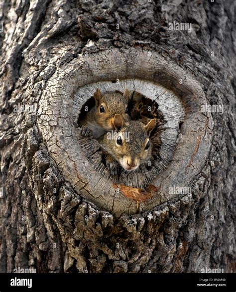 Grey Squirrel Nest Hi Res Stock Photography And Images Alamy
