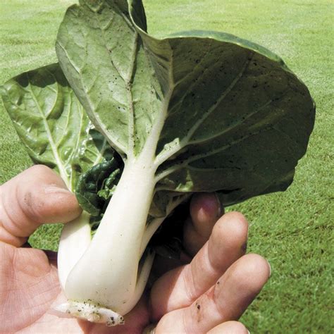 Toy Choy Hybrid Pak Choi Seeds From Park Seed