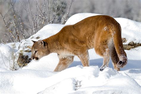 Sharing Your Yard Mountain Lions Townlift Park City News