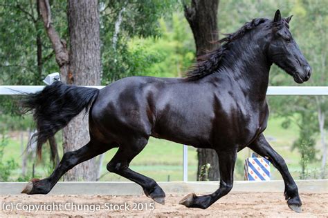 E Friesian Side View Black Huge Trot All Legs Off By Chunga Stock On