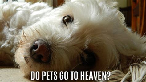 When a beloved pet dies, these are questions a lot people need answered. Do Pets Go to Heaven?