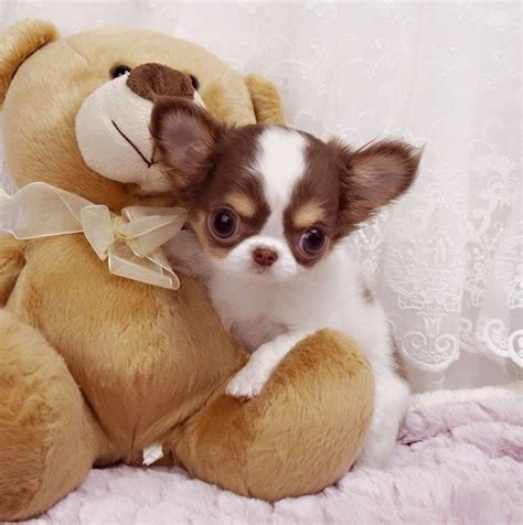 The 25 Best Teacup Chiwawa Ideas On Pinterest Teacup Chihuahua