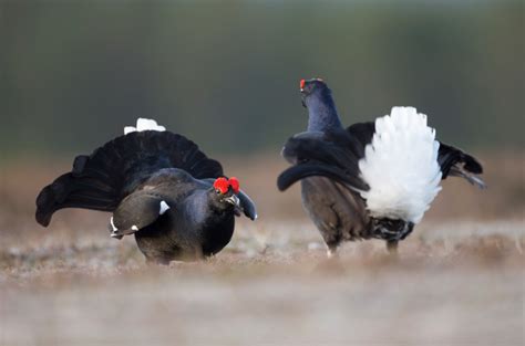 Black Grouse At Dawn Trees For Life