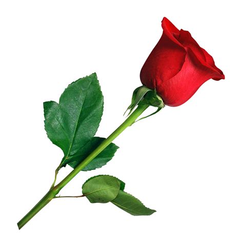 Collection Of Rose Png Hd Pluspng