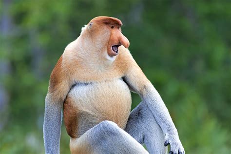 Nasenaffen Im Labuk Bay Proboscis Monkey Sanctuary Abenteuer Borneode
