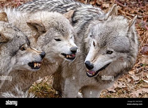 Grey Wolf Snarling Hi Res Stock Photography And Images Alamy