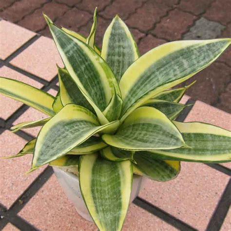 These evergreen plants can usually require both warm, cool climatic conditions and a little care to maintain. Sansevieria Trifasciata Golden Plant - Buy Snake plant ...