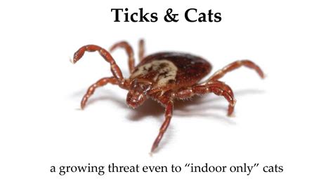 Ticks Cats Only Veterinary Hospital