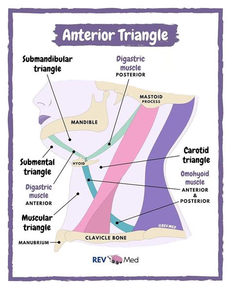 Anterior Neck Triangle Anatomy By Revmed Anterior Grepmed