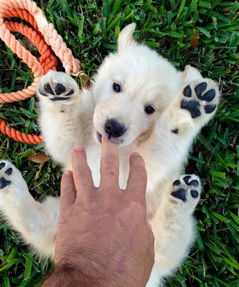15 Adorables Cachorros Que Parecen Verdaderos Ositos De Peluche