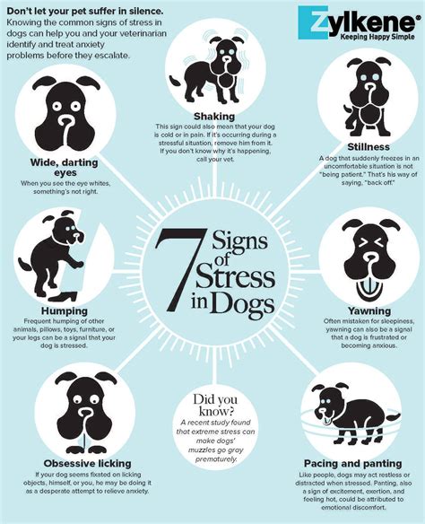 How Do Dogs Get Stressed