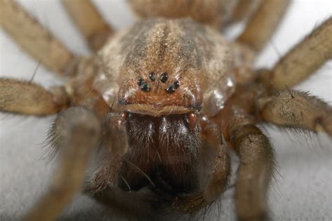 Hobo Spider Tegenaria Agrestis Eye Pattern Eratigena Agrestis