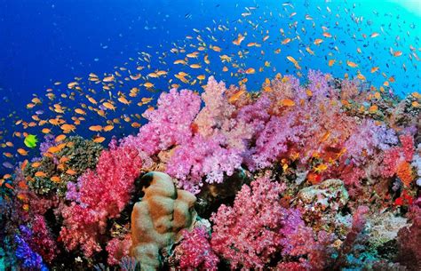 Nearly 200 Great Barrier Reef Coral Species Also Live In The Deep Sea