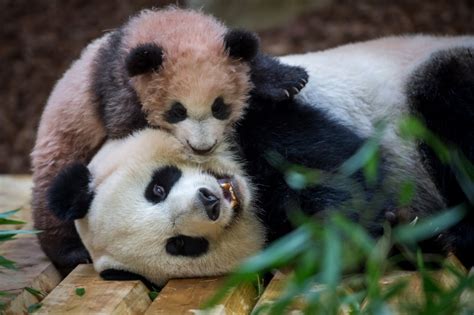 Zoo De Beauval Le Panda Femelle Huan Huan A été Fécondée
