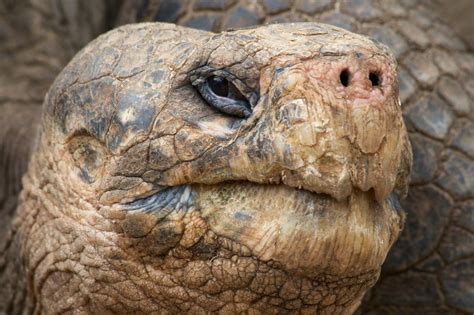 How To Take A Big Photo Of A Giant Tortoise In The Galapagos Islands