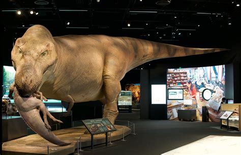 A T Rex Named Sue At The Denver Museum Of Nature And Science