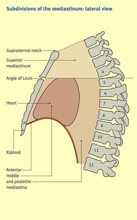 Anatomy Of The Superior Mediastinum Anaesthesia And Intensive Care Medicine