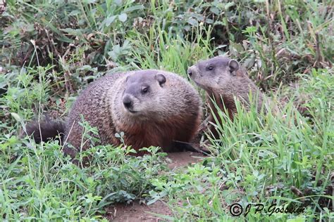 Groundhog Whistle Pig Marmota Monax Marmotte Siffl Flickr