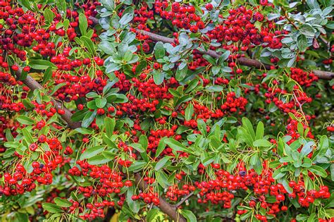 The Red Berries Of Pyracantha Shrub Photograph By Vivida Photo Pc Pixels