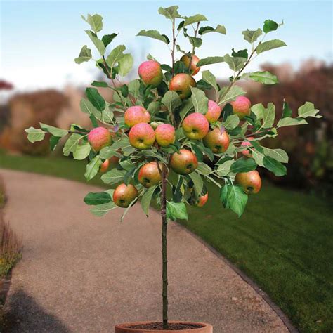 In the case of a square container this equates to sides of about 16 / 40cm and a volume of 60 litres. Growing Apple Trees in Pots | How to Grow apple tree in a ...