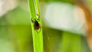 Ein ausreichender impfschutz gegen die gefährliche für sie ist in der apotheke (» apotheken wien) ein eigener impfstoff erhältlich. Gesundheitsdienst der Stadt Wien